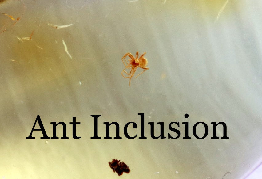 Ant Inclusion in Baltic Amber