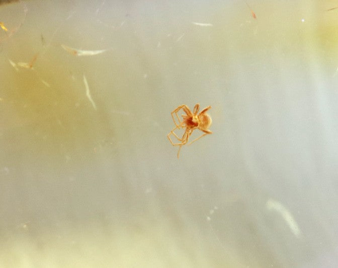 Ant Inclusion in Baltic Amber