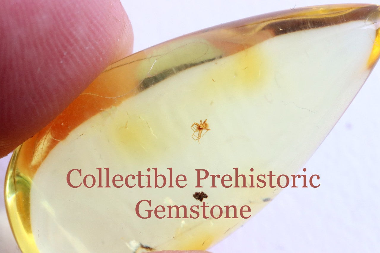 Ant Inclusion in Baltic Amber