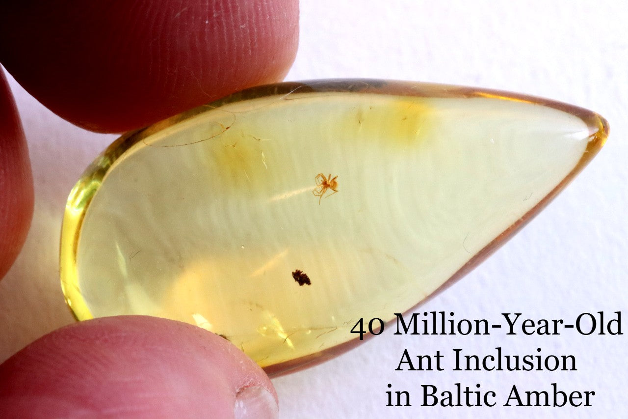 Ant Inclusion in Baltic Amber