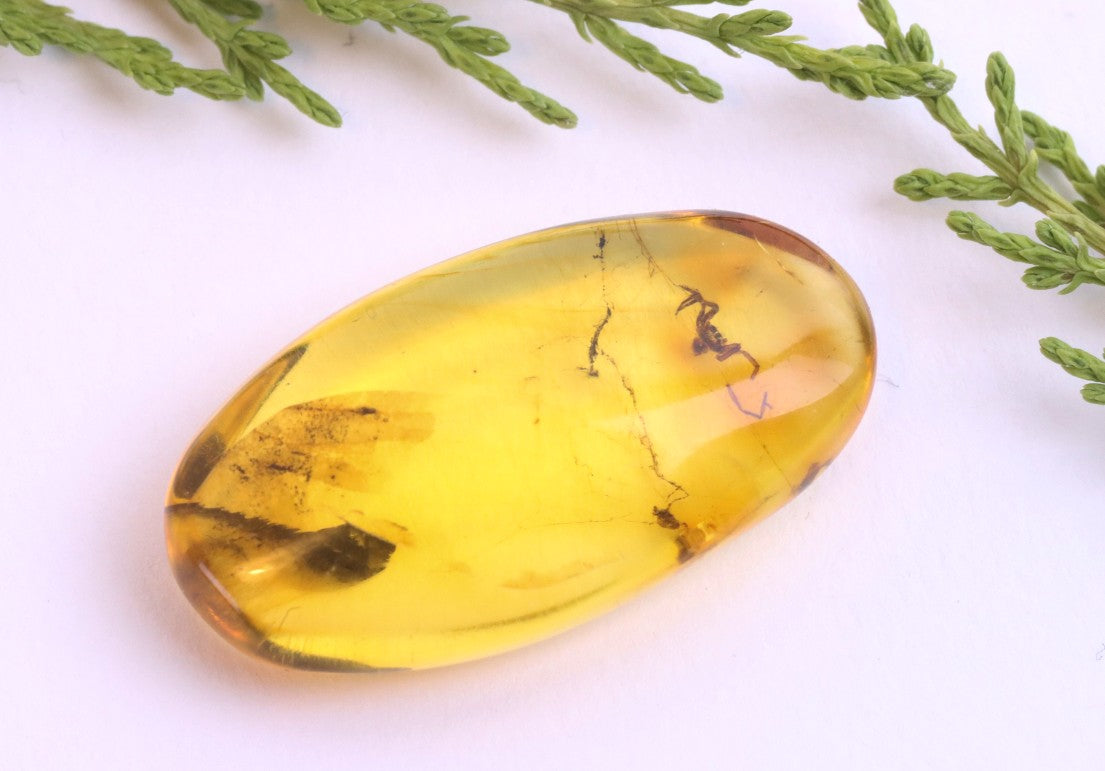 Baltic Amber with Spider Inclusion