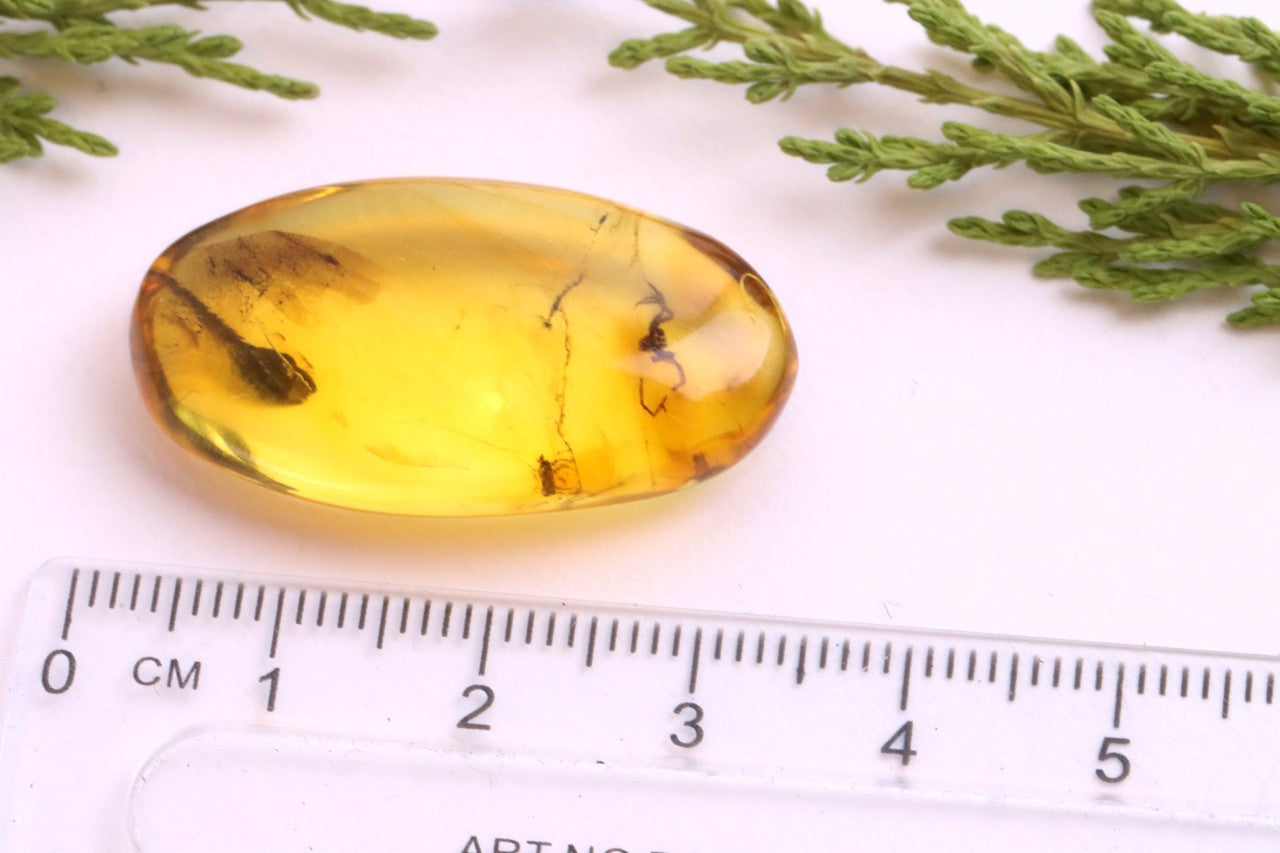 Baltic Amber with Spider Inclusion