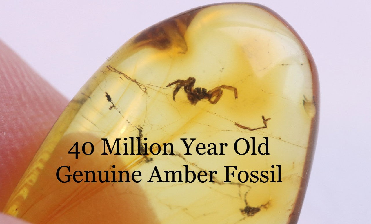 Baltic Amber with Spider Inclusion
