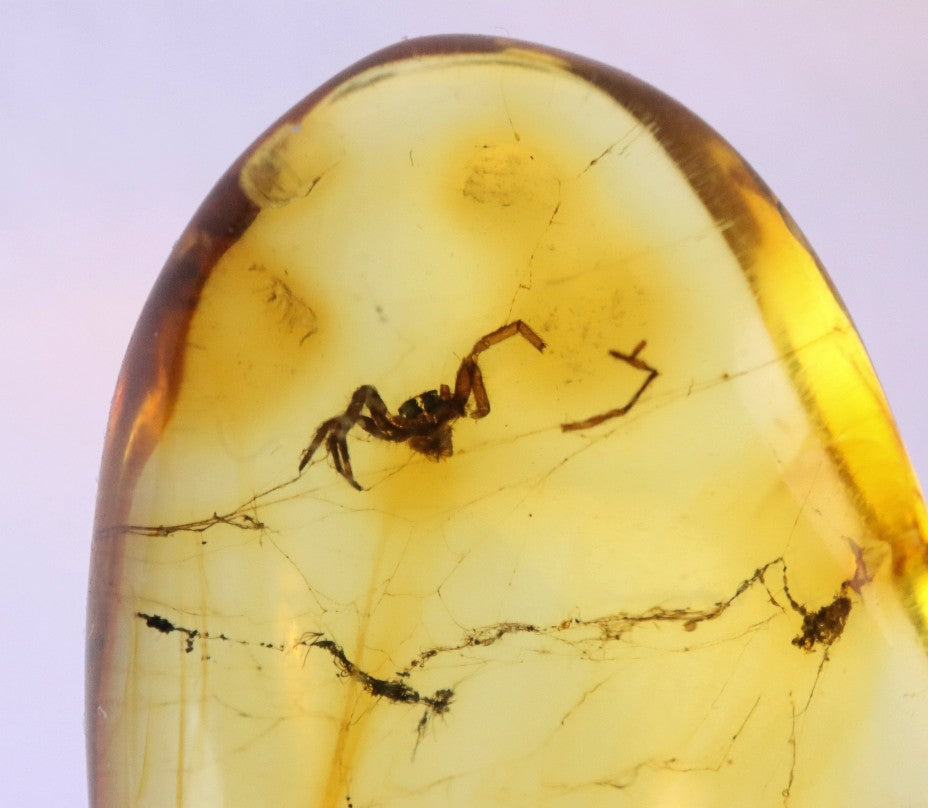 Baltic Amber with Spider Inclusion