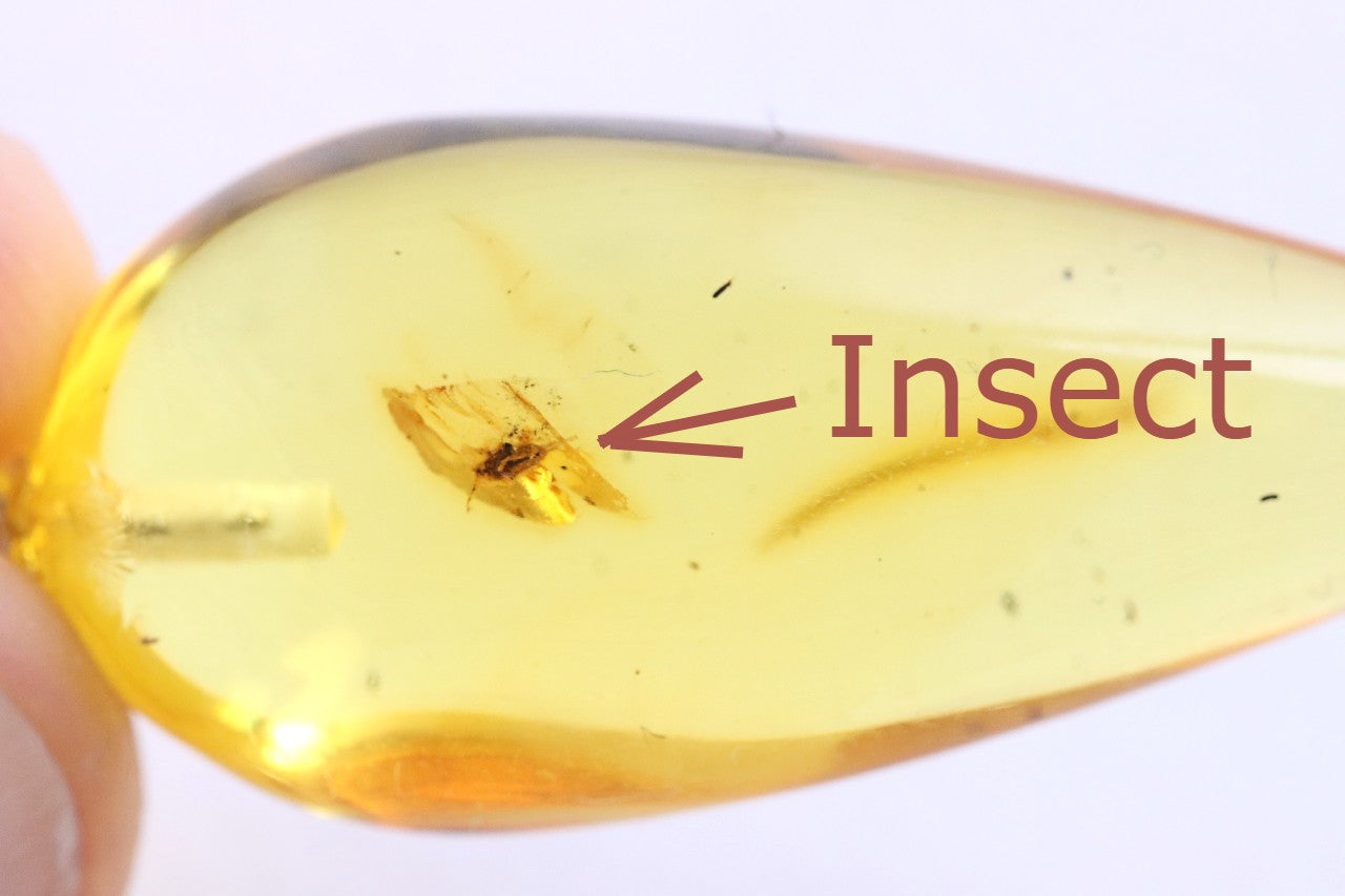 Genuine Baltic Amber Pendant with Insect