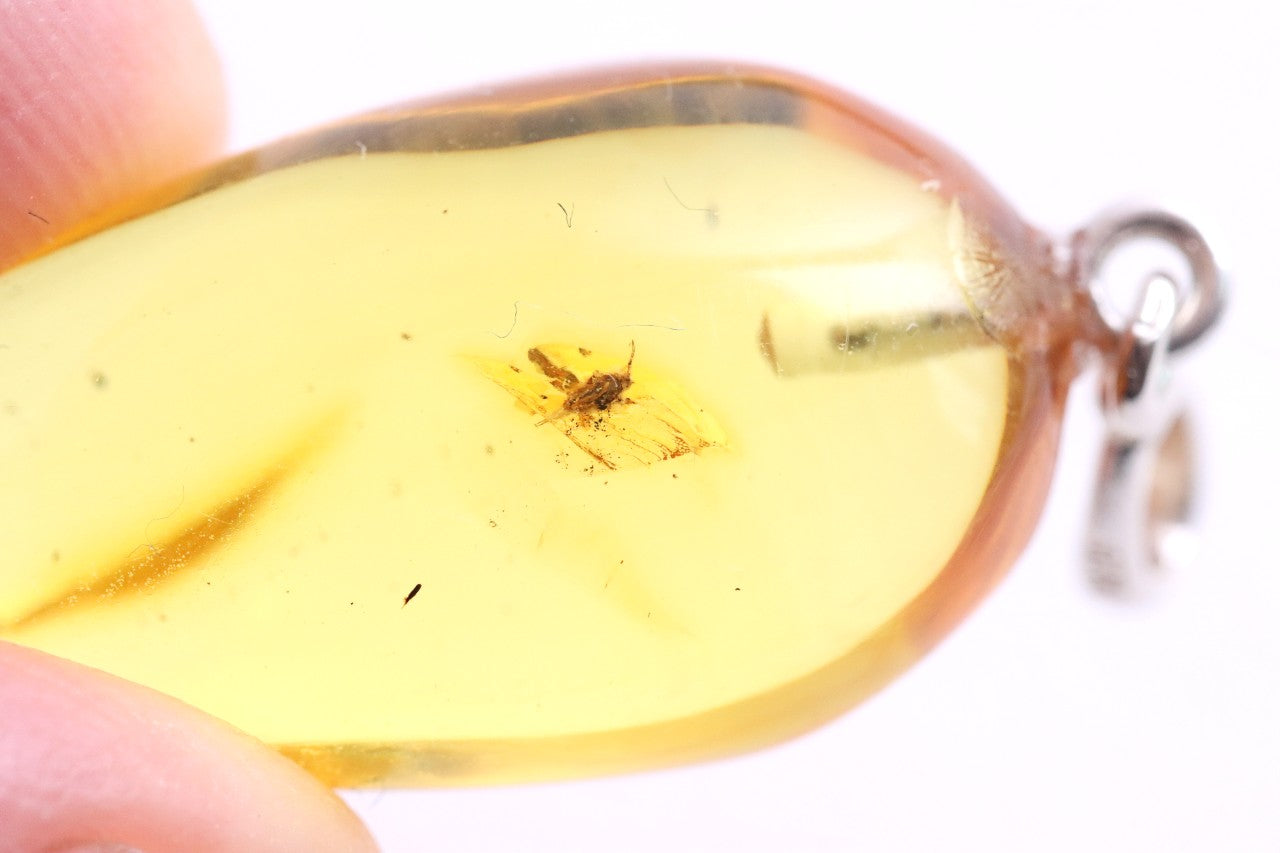 Genuine Baltic Amber Pendant with Insect
