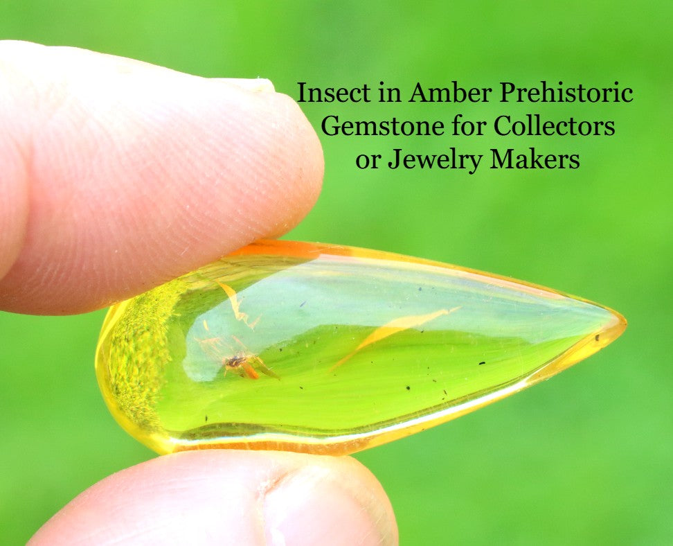 Insect Inclusion in Baltic Amber