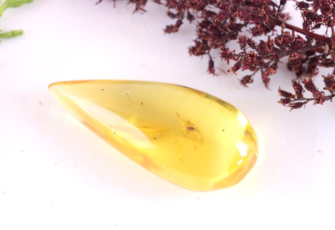 Insect Inclusion in Baltic Amber