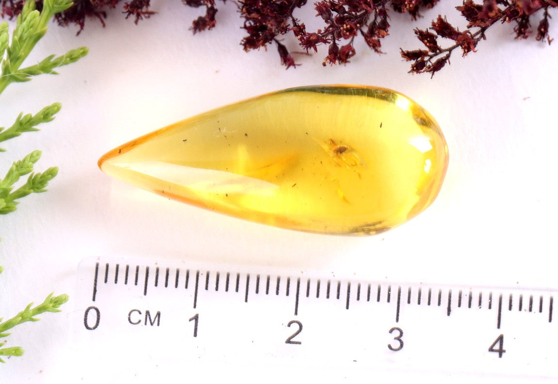 Insect Inclusion in Baltic Amber