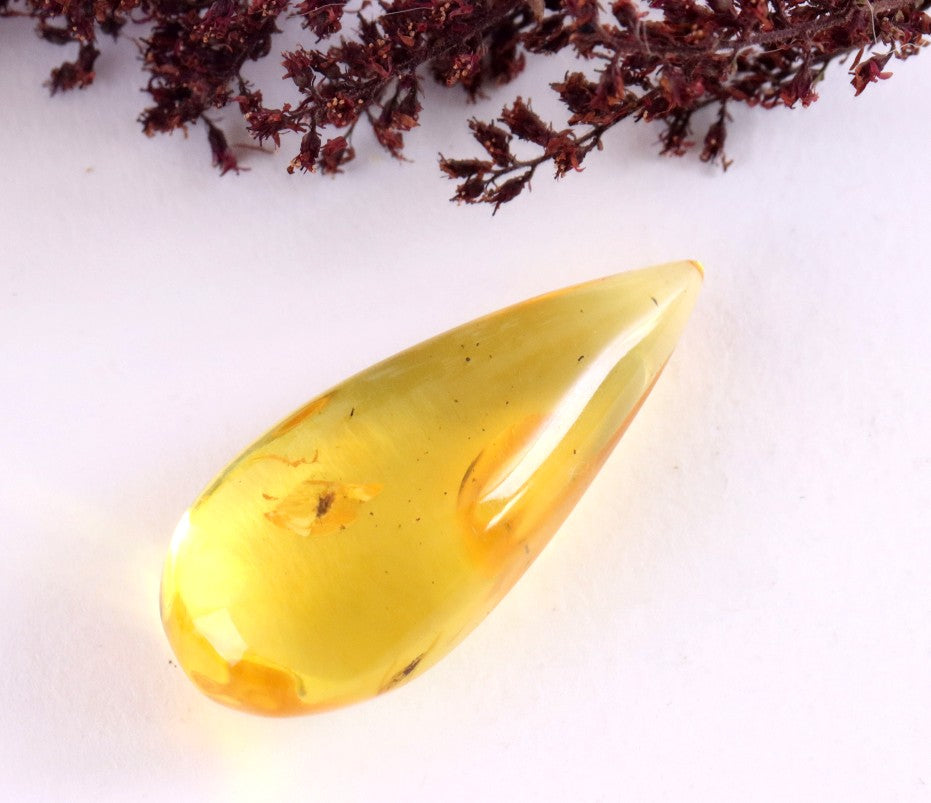 Insect Inclusion in Baltic Amber