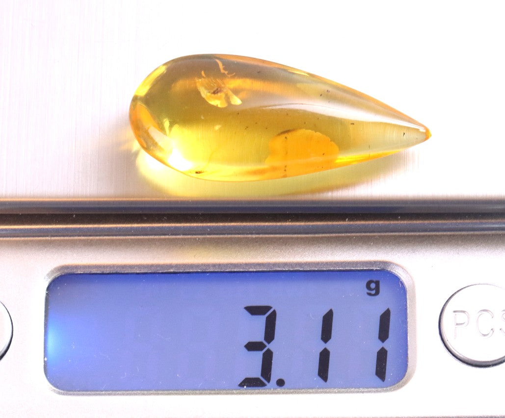 Insect Inclusion in Baltic Amber