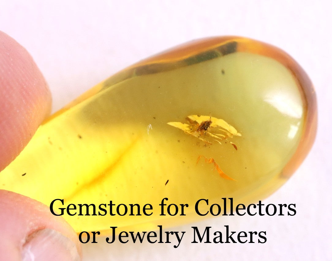 Insect Inclusion in Baltic Amber