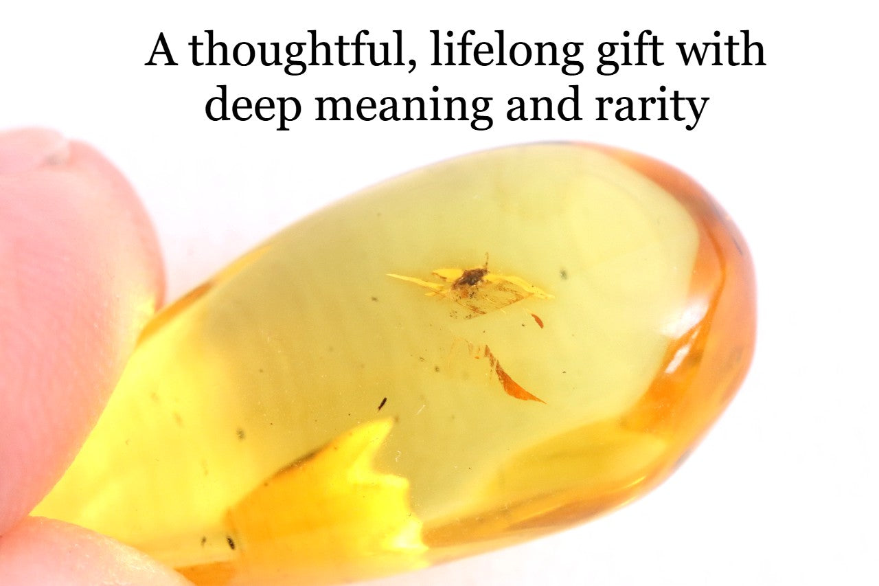 Insect Inclusion in Baltic Amber