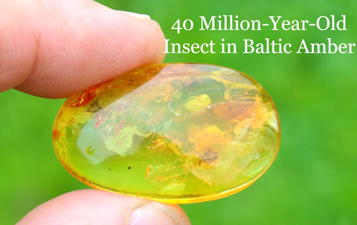 Prehistoric Gemstone for Jewelry Makers