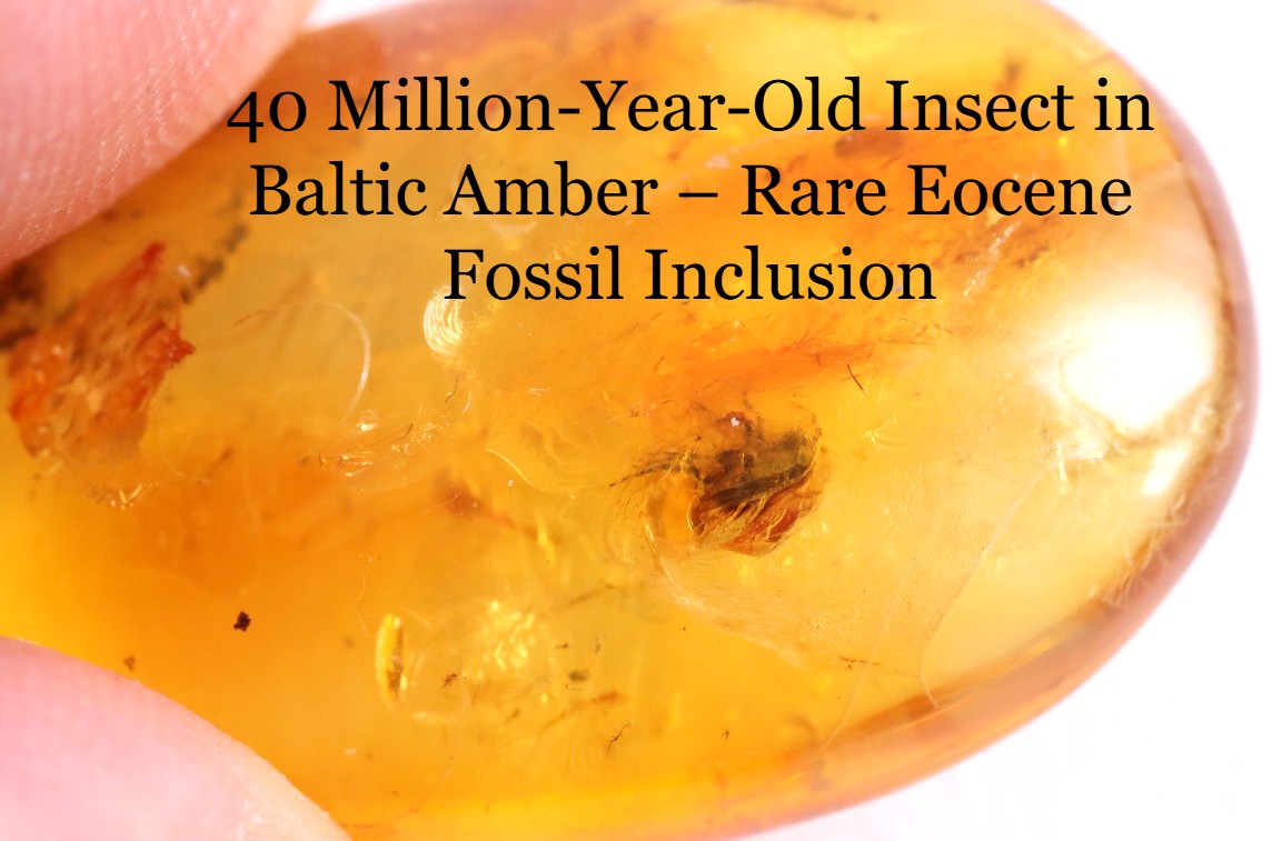 Prehistoric Gemstone for Jewelry Makers