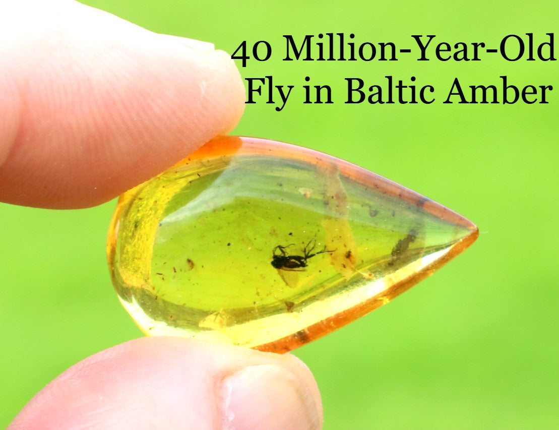 40 Million-Year-Old Fly in Baltic Amber – Rare Eocene Fossil Inclusion