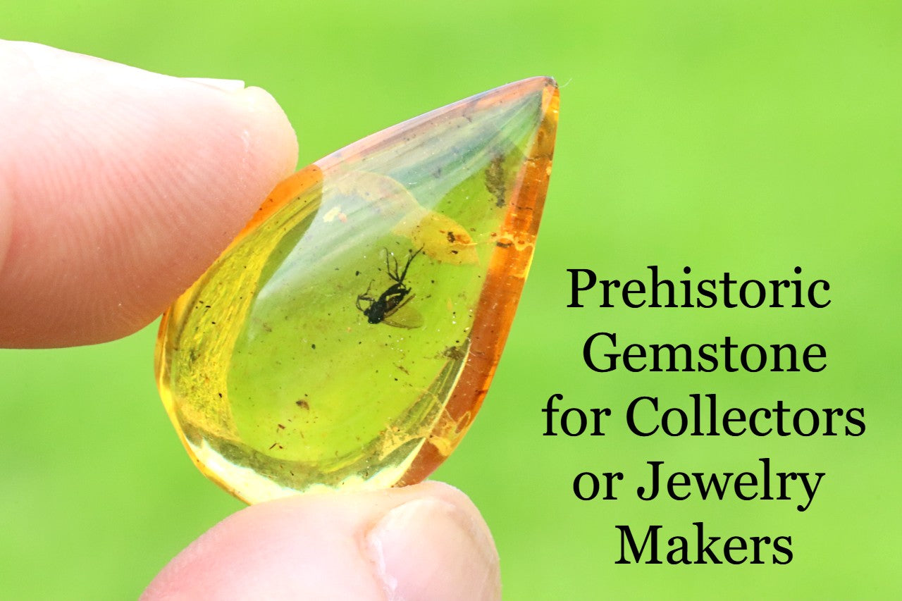 40 Million-Year-Old Fly in Baltic Amber – Rare Eocene Fossil Inclusion