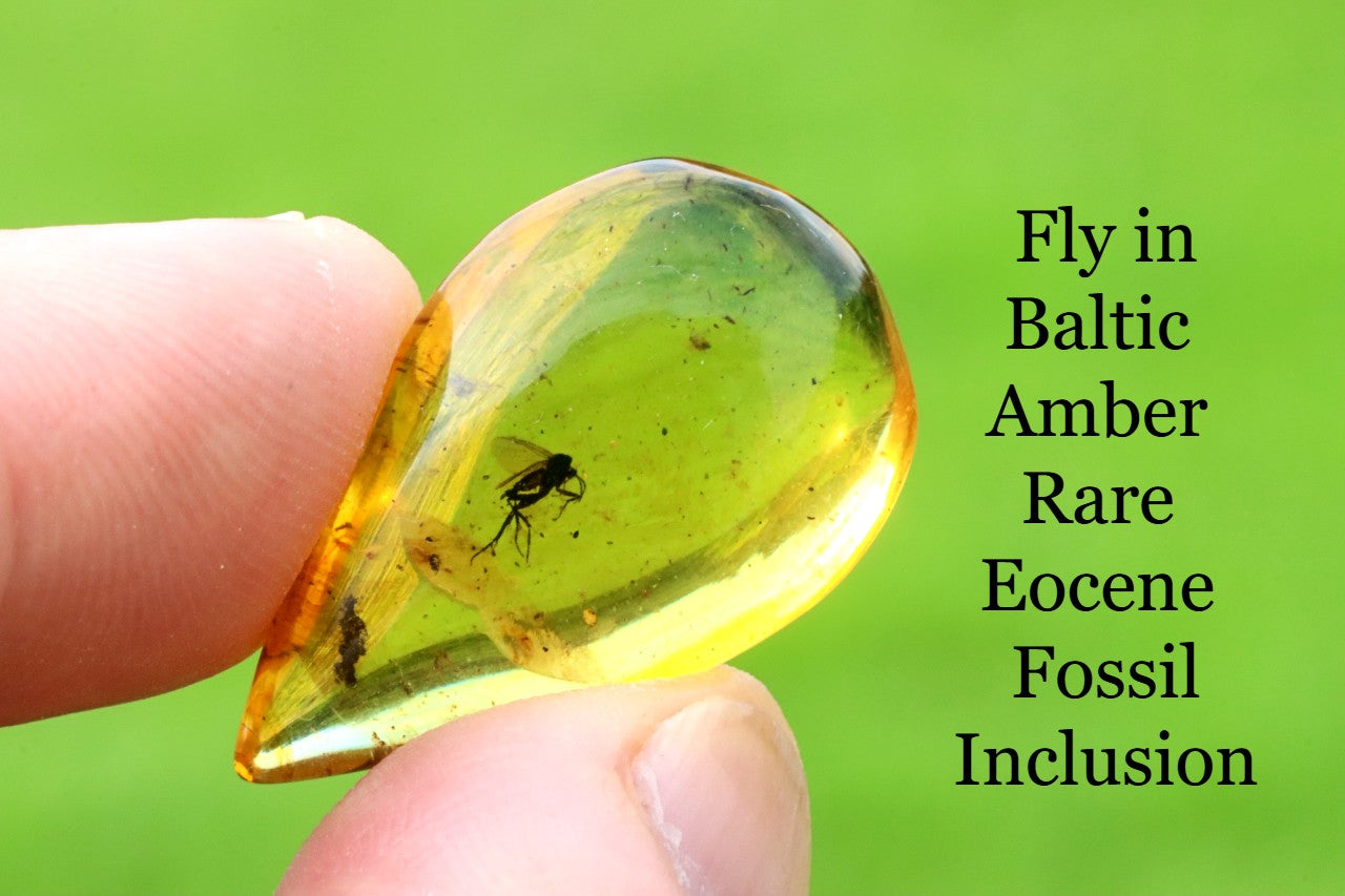 40 Million-Year-Old Fly in Baltic Amber – Rare Eocene Fossil Inclusion
