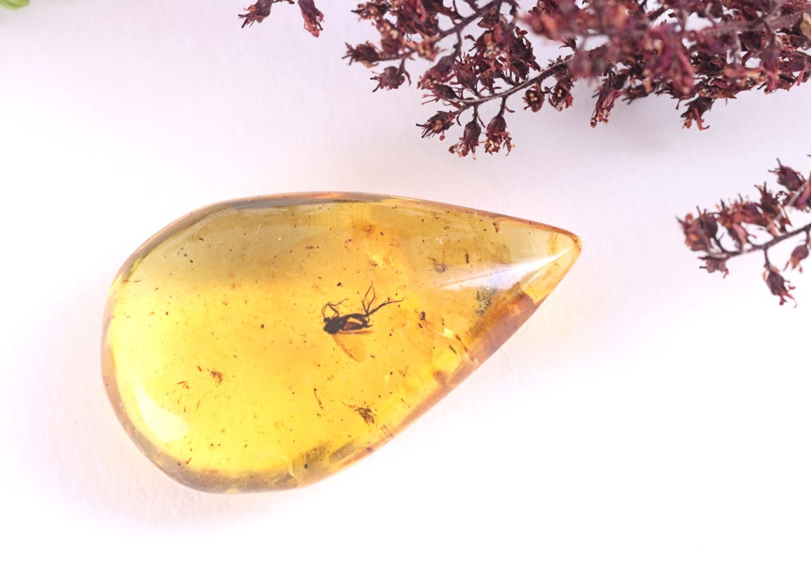 40 Million-Year-Old Fly in Baltic Amber – Rare Eocene Fossil Inclusion