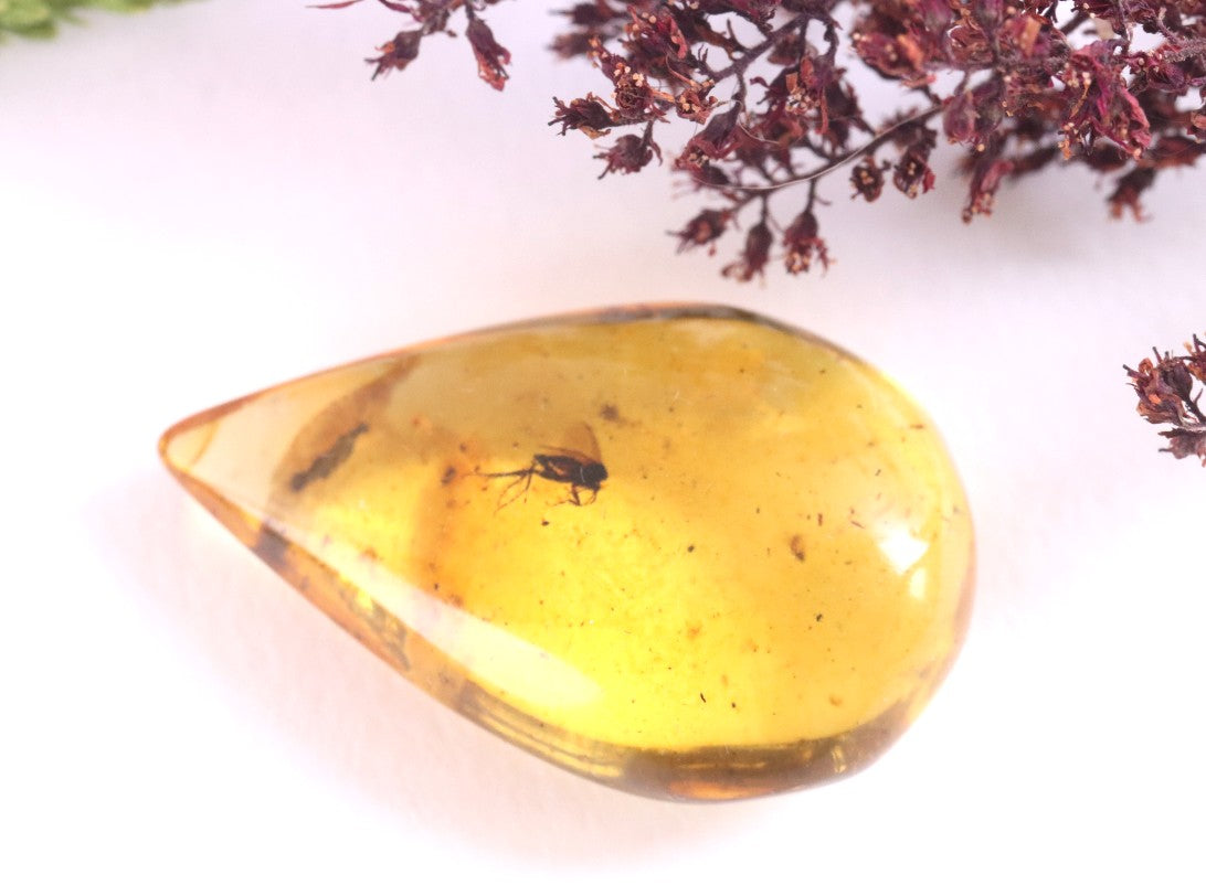 40 Million-Year-Old Fly in Baltic Amber – Rare Eocene Fossil Inclusion