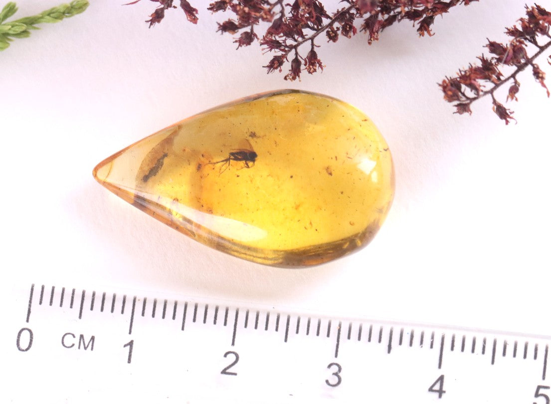 40 Million-Year-Old Fly in Baltic Amber – Rare Eocene Fossil Inclusion