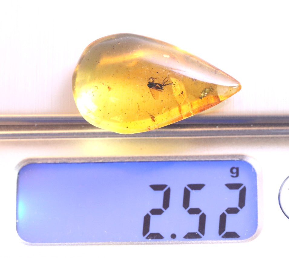 40 Million-Year-Old Fly in Baltic Amber – Rare Eocene Fossil Inclusion