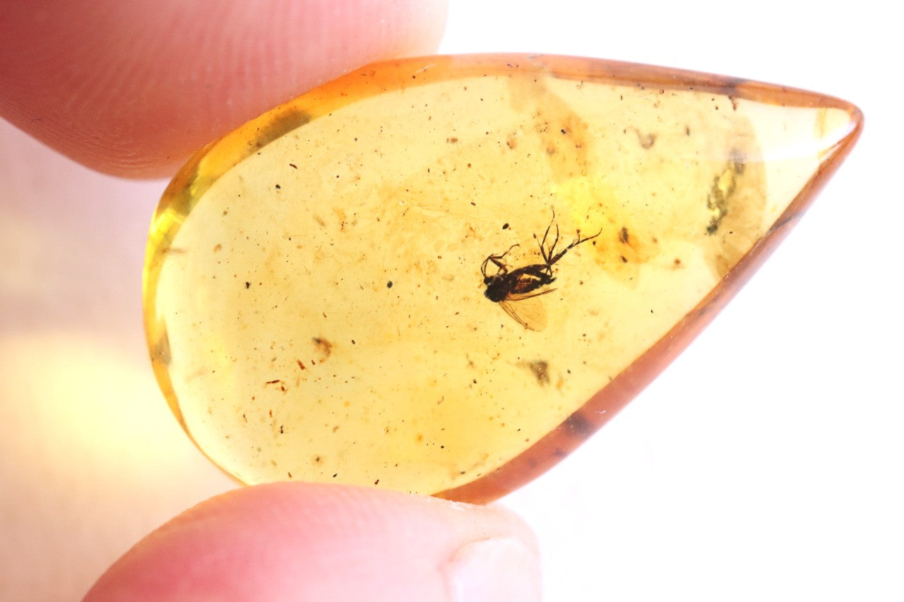 40 Million-Year-Old Fly in Baltic Amber – Rare Eocene Fossil Inclusion