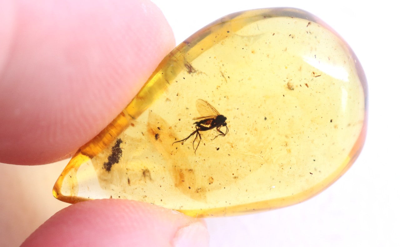 40 Million-Year-Old Fly in Baltic Amber – Rare Eocene Fossil Inclusion
