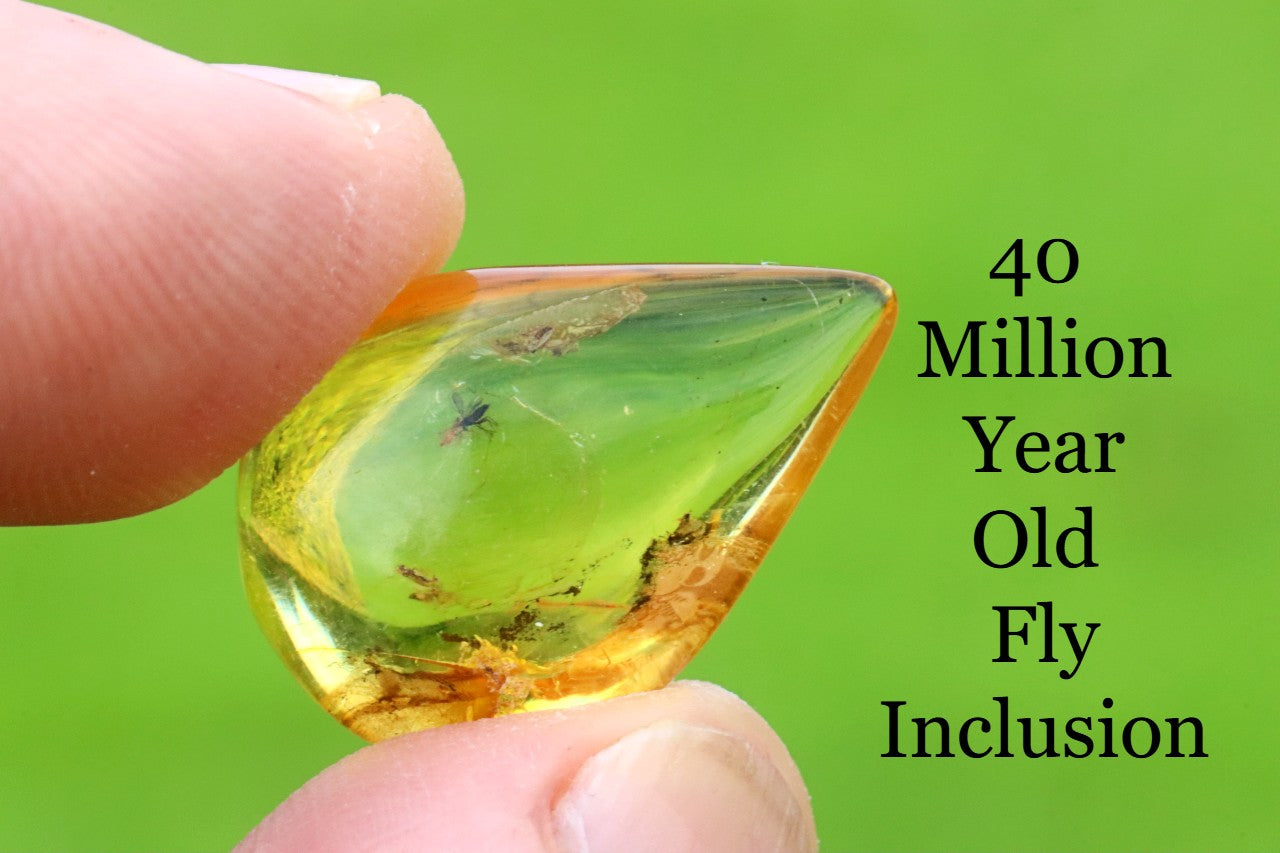 40 Million-Year-Old Fly Inclusion in Baltic Amber Rare Eocene Fossil