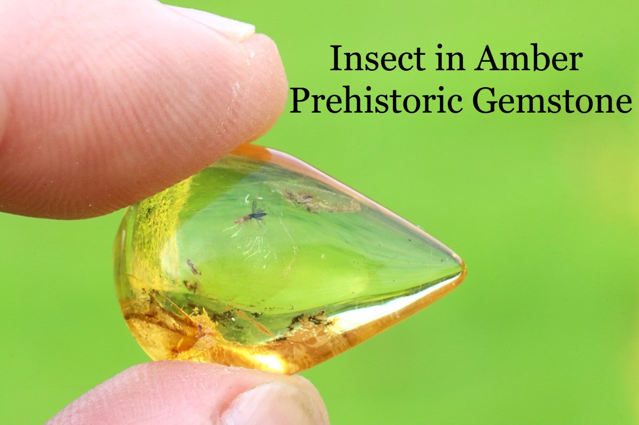 40 Million-Year-Old Fly Inclusion in Baltic Amber Rare Eocene Fossil