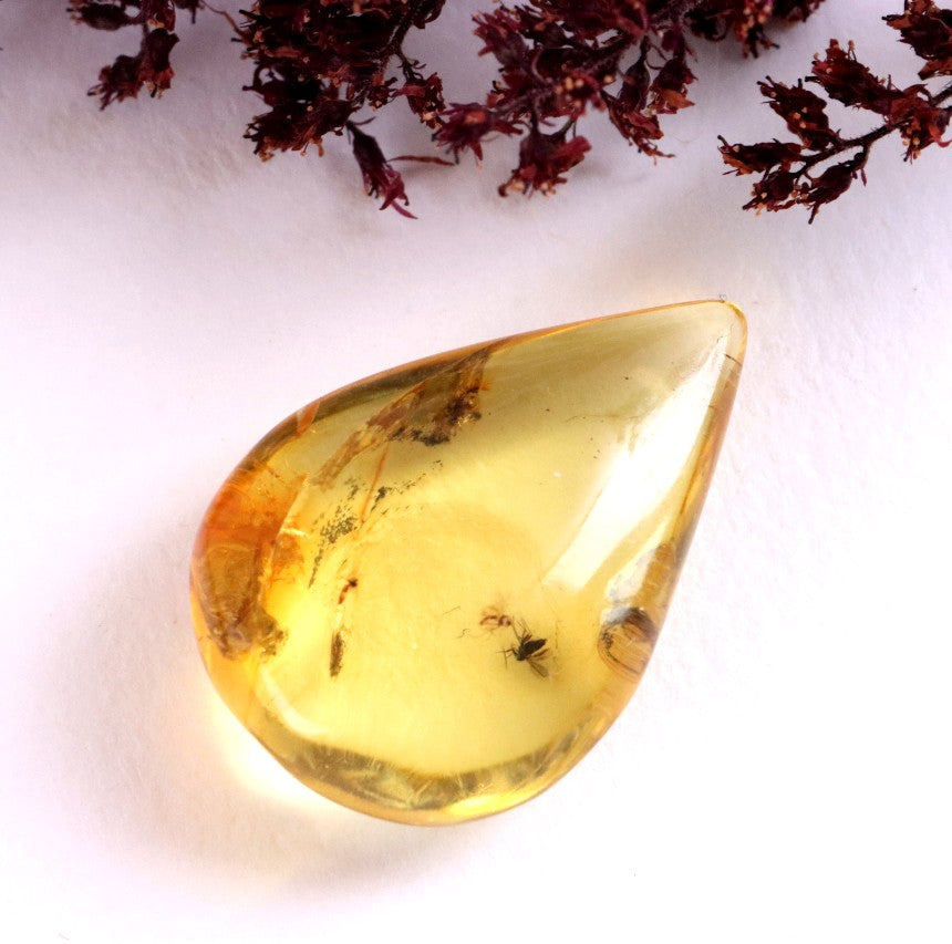 40 Million-Year-Old Fly Inclusion in Baltic Amber Rare Eocene Fossil