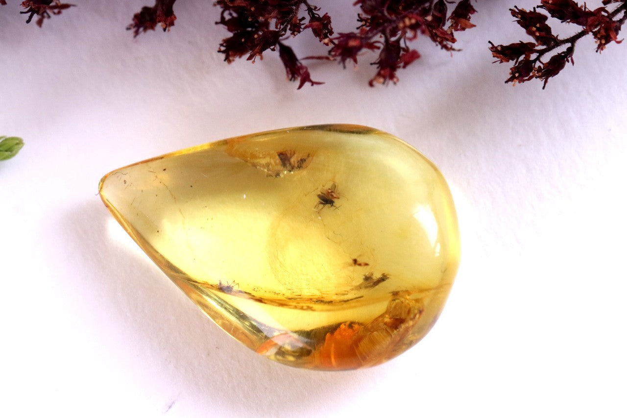 40 Million-Year-Old Fly Inclusion in Baltic Amber Rare Eocene Fossil