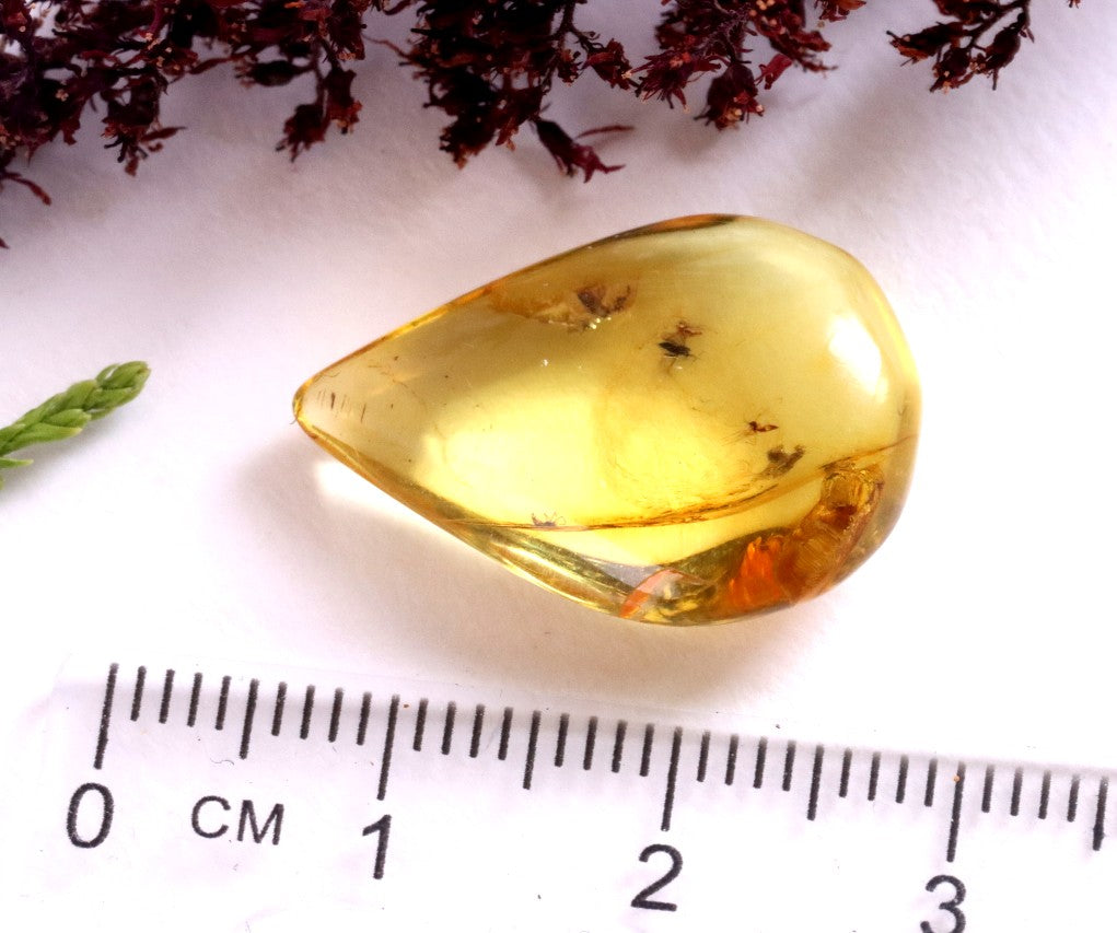 40 Million-Year-Old Fly Inclusion in Baltic Amber Rare Eocene Fossil