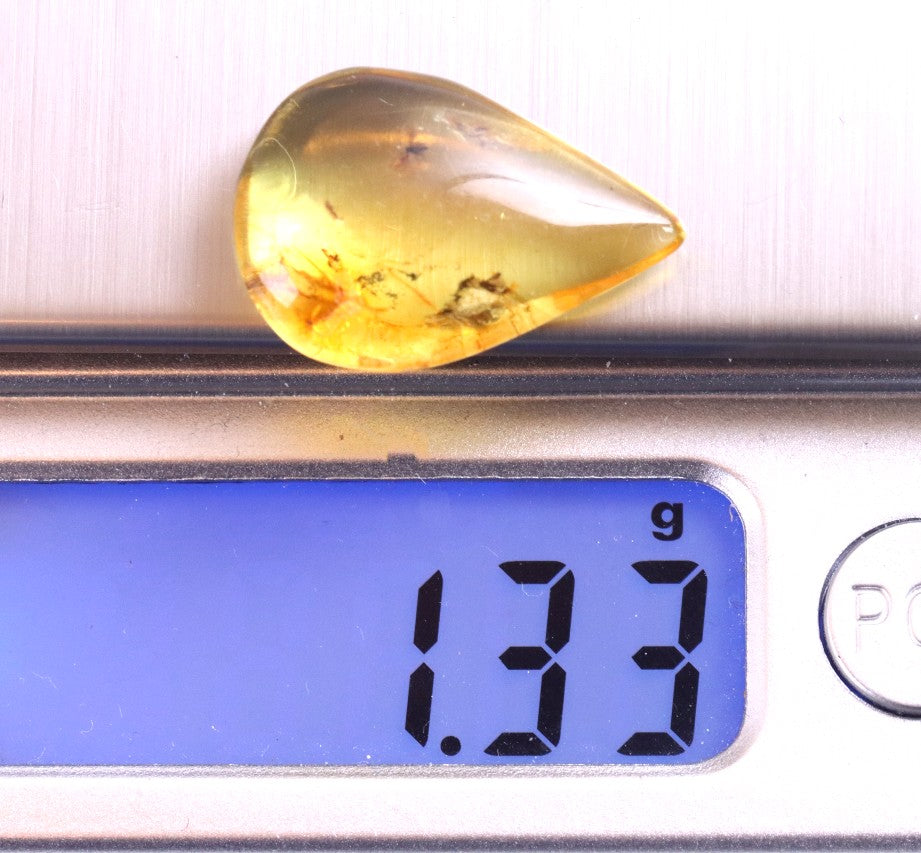 40 Million-Year-Old Fly Inclusion in Baltic Amber Rare Eocene Fossil