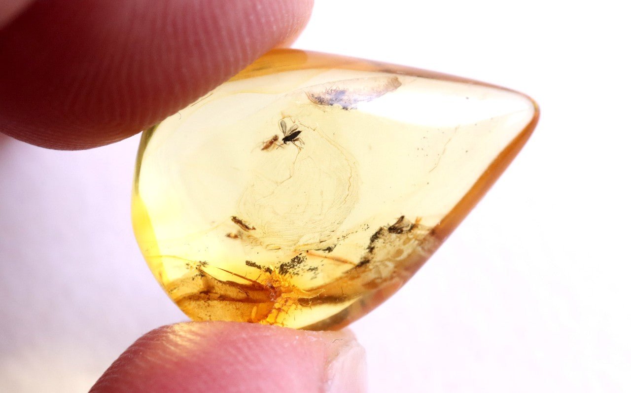 40 Million-Year-Old Fly Inclusion in Baltic Amber Rare Eocene Fossil