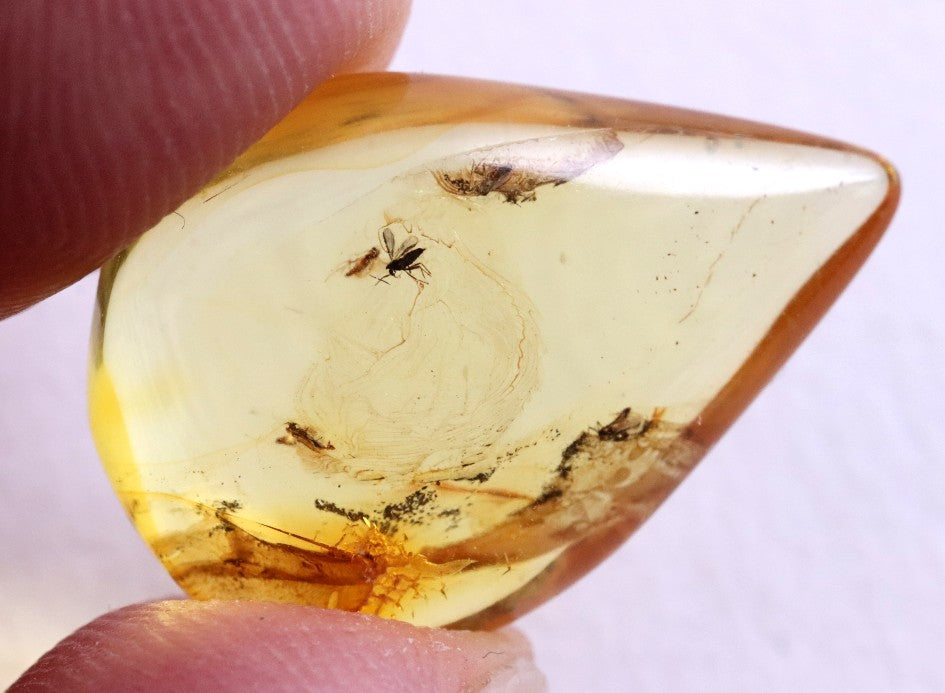 40 Million-Year-Old Fly Inclusion in Baltic Amber Rare Eocene Fossil