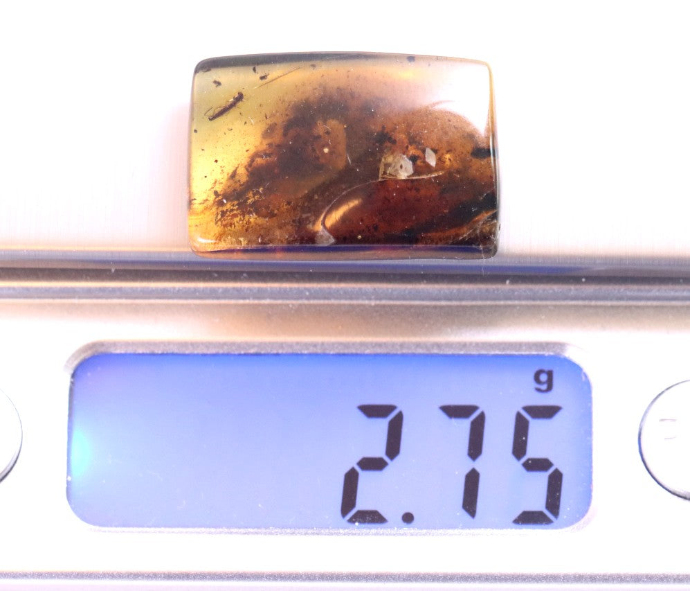 Insect in Baltic Amber – Rare Eocene Fossil Gemstone