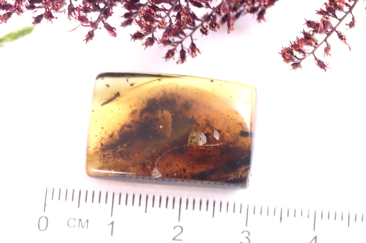 Insect in Baltic Amber – Rare Eocene Fossil Gemstone
