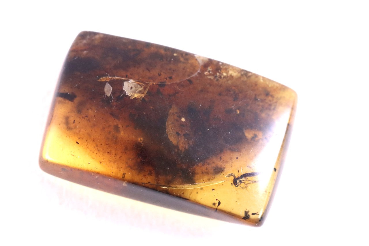 Insect in Baltic Amber – Rare Eocene Fossil Gemstone