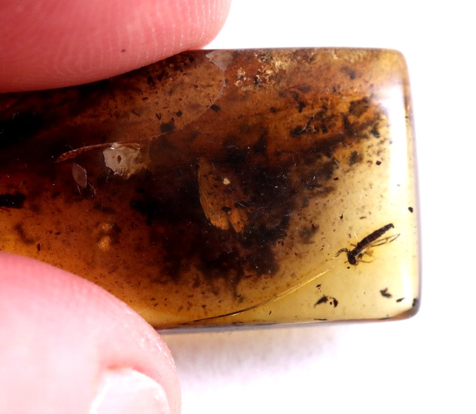 Insect in Baltic Amber – Rare Eocene Fossil Gemstone