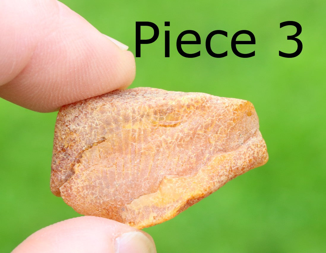 Wholesale Lot – 5 Raw Baltic Amber Gems