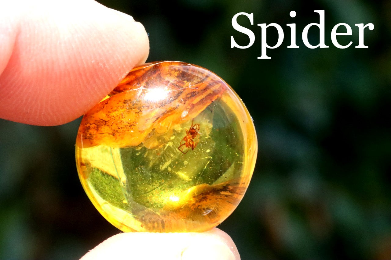 Spider Inclusion in 40 Million-Year-Old Baltic Amber