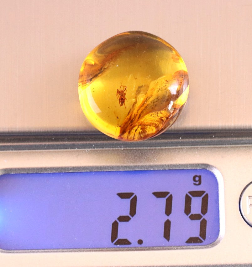 Spider Inclusion in 40 Million-Year-Old Baltic Amber