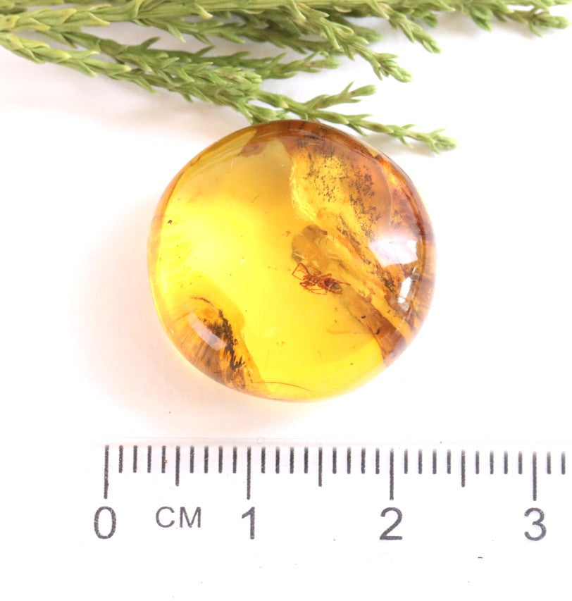 Spider Inclusion in 40 Million-Year-Old Baltic Amber