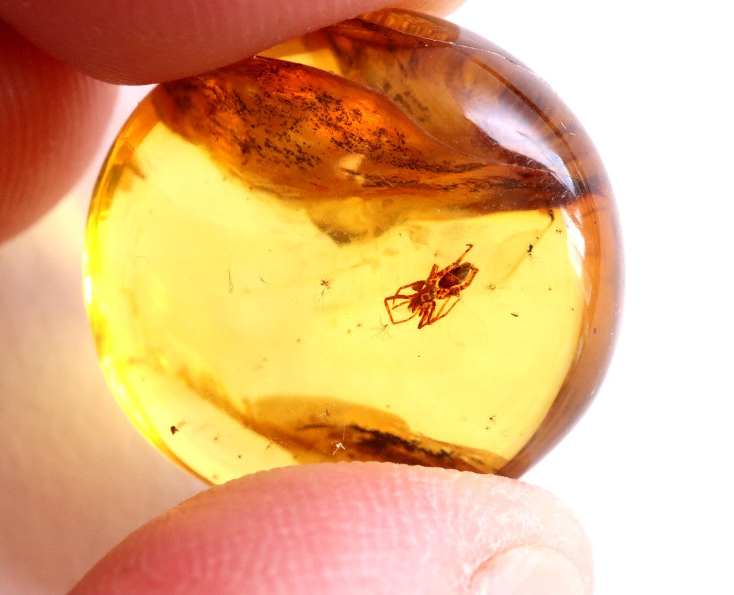 Spider Inclusion in 40 Million-Year-Old Baltic Amber