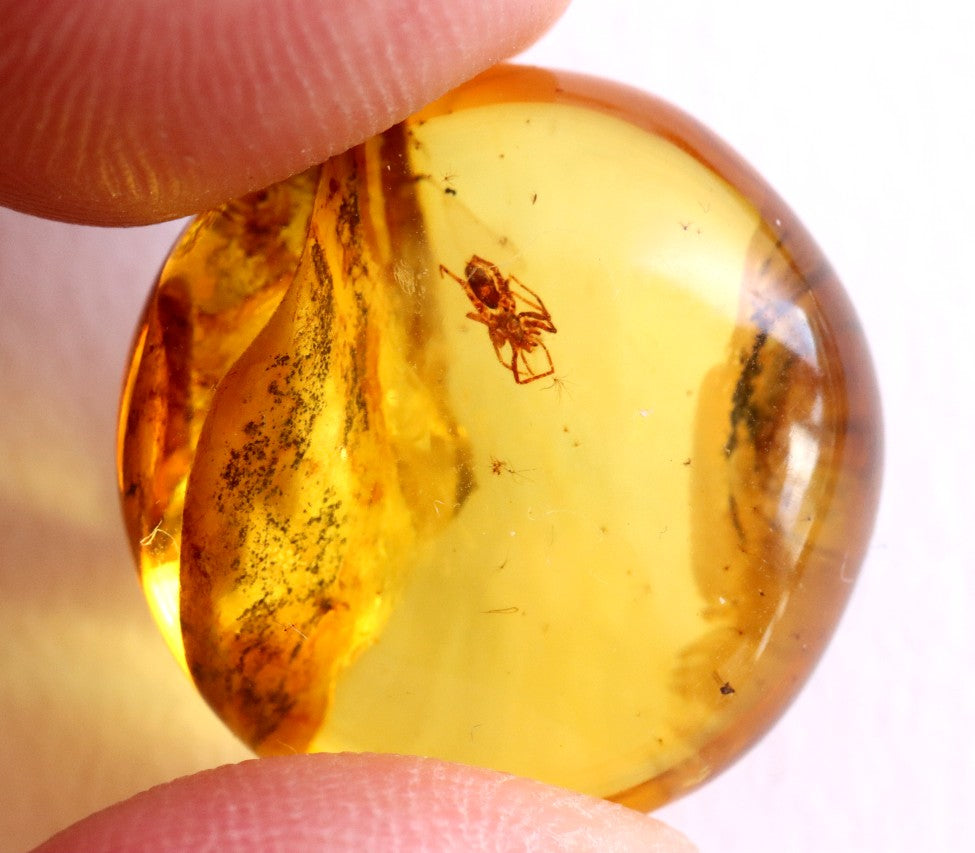 Spider Inclusion in 40 Million-Year-Old Baltic Amber