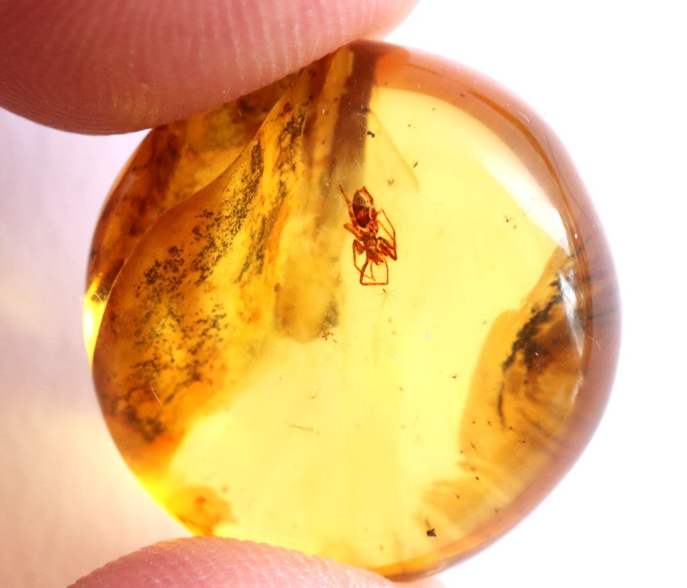 Spider Inclusion in 40 Million-Year-Old Baltic Amber