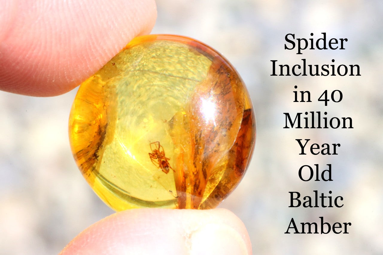 Spider Inclusion in 40 Million-Year-Old Baltic Amber