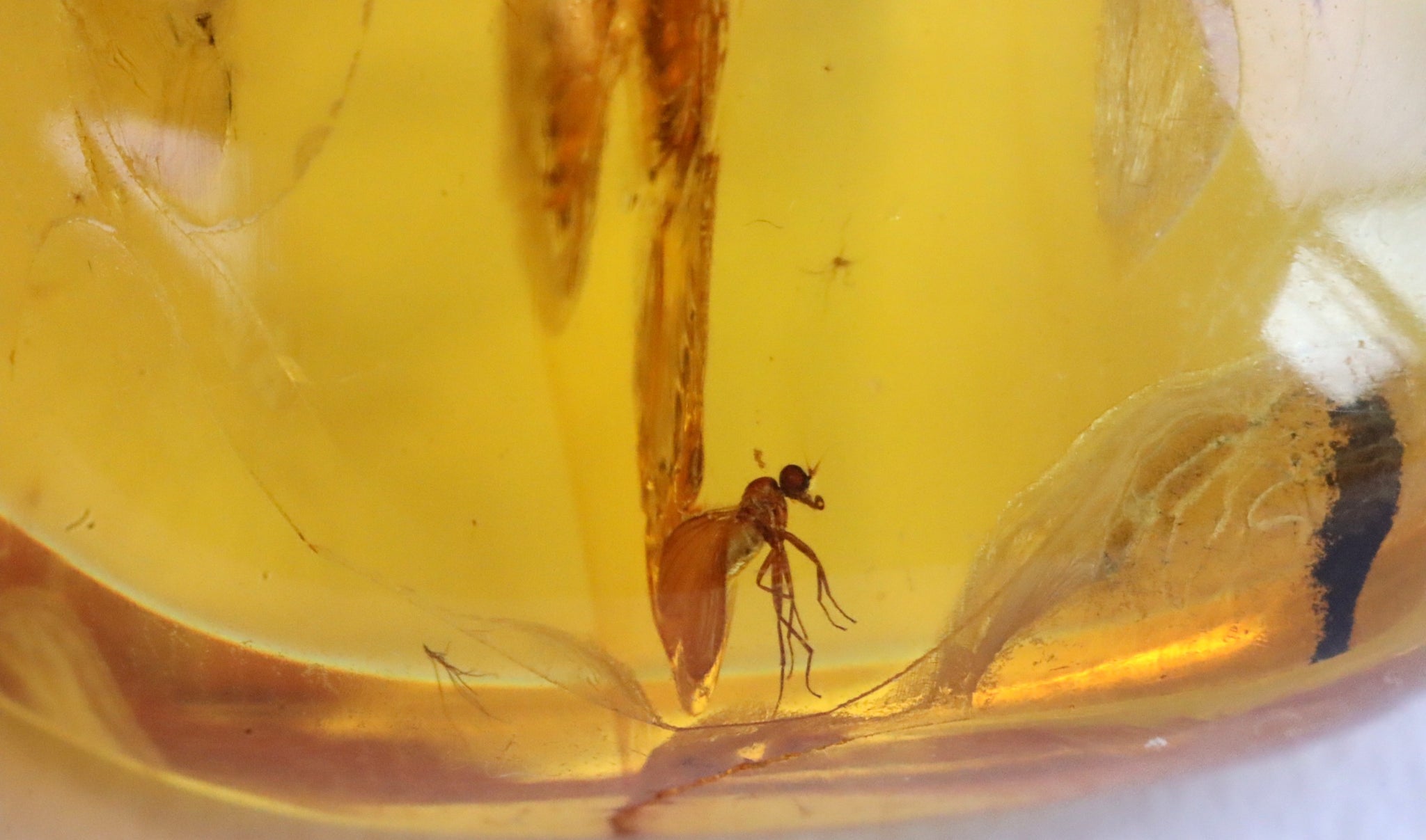 40 million year old Insects Inclusion in Baltic Amber