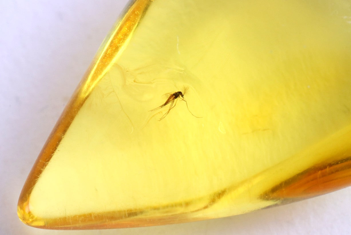 Small Fly in Natural Baltic Amber